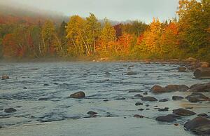 Autumnal trees by the river