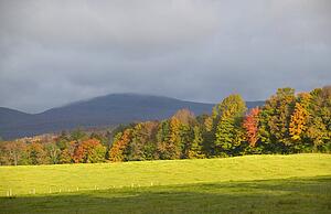 Autumnal trees and gray skies