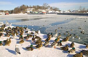 Ducks and gulls