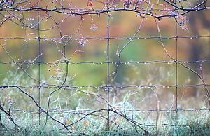 Morning dew on a wire fence