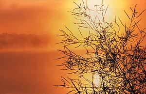 Silhouette of plant against golden sunset