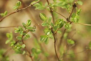 New growth on a plant