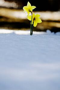 Daffodils growing through the snow