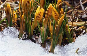 Early crocuses