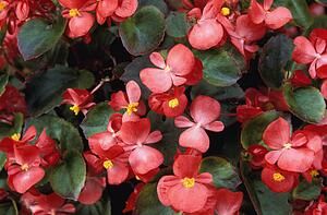 Flowering begonia