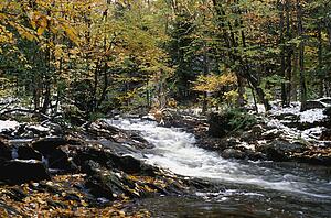 A woodland river