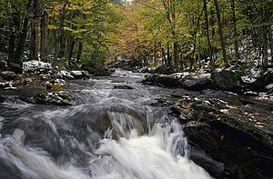 Woodland river