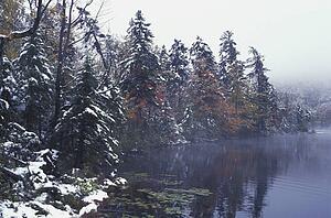 Tall pines by a lake