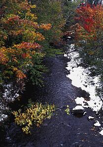 Overhead view of autumn trees and a flowing river