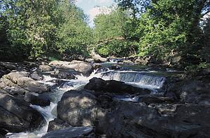 Woodland river