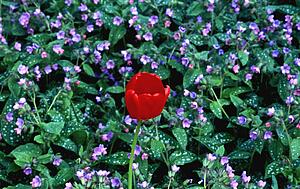 A tulip bloom and ground cover plant