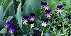 Miniature violas