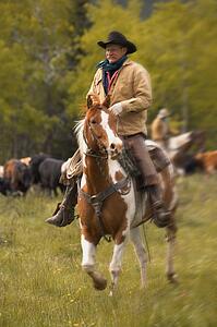 Cowboy on cattle round up in Southern Alberta Canada