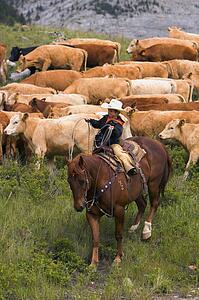 Young cowboy helping with the round up Southern Alberta Canada