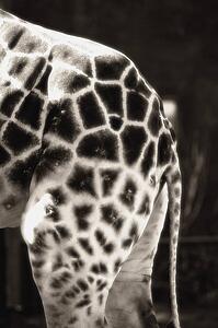 Hindquarters of a giraffe