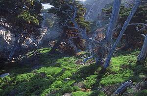 Dead tree trunks amid green vegetation and rocks
