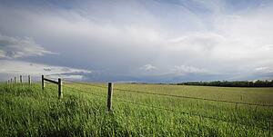 Field of crops with fence