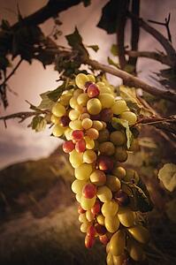 A large bunch grapes