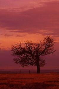 A tree in field