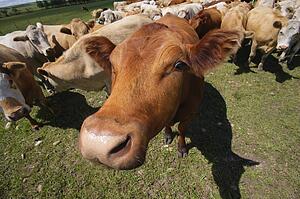 A herd of cattle