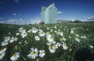 Daisy field and grain elevators, Alberta, Canada