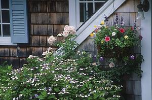 Garden flowers and house exterior, Cape Cod Massachusetts U. S. A.