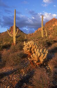Cacti landscape, Saquaro Cactus National Park Arizona U. S. A.
