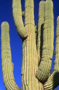 Close up of a Saquaro Cactus, Saquaro Cactus National Park Arizona U. S. A.