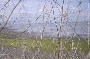 A close-up of branches next to the shore A close up of branches next to the shore A closeup of branches next to the shore