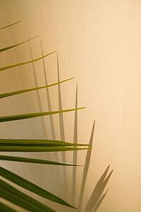 Plant frond