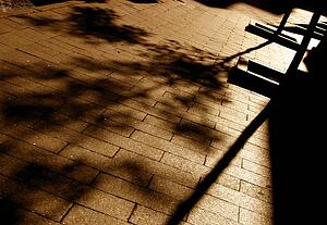 Shadow of a tree on the pavement