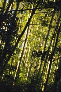 Sunlight through the trees