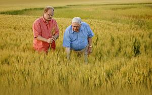 Two men looking at the crop