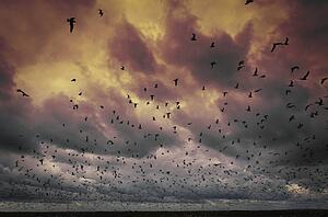Flock of birds against a stormy sky
