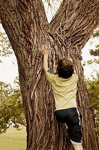 Child climbs a tree