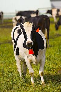 Dairy cow