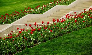 Staircase lined with flowers