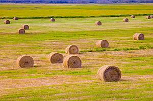 Hay bales in field