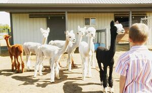 Young boy in llama pen