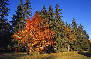 Fall colour on trees