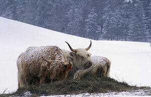 Two yaks grazing in a snow-covered (snow covered) field against evergreens