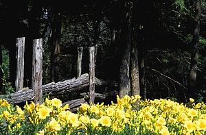 Yellow flowers against a worn wooden fence