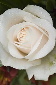 Closeup of white rose