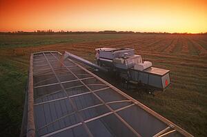 Harvesting the grain