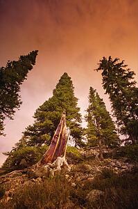 A dead tree in between live trees