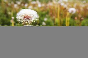 Dandelion seed