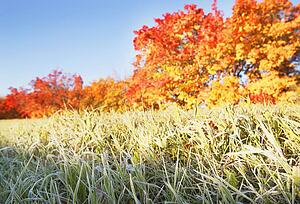 Frosty grass in the autumn