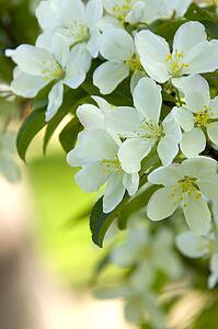 White Crab Apple Blossoms