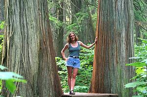 Giant Cedars & Young Woman