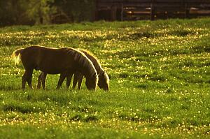Horses in a field at sunset
